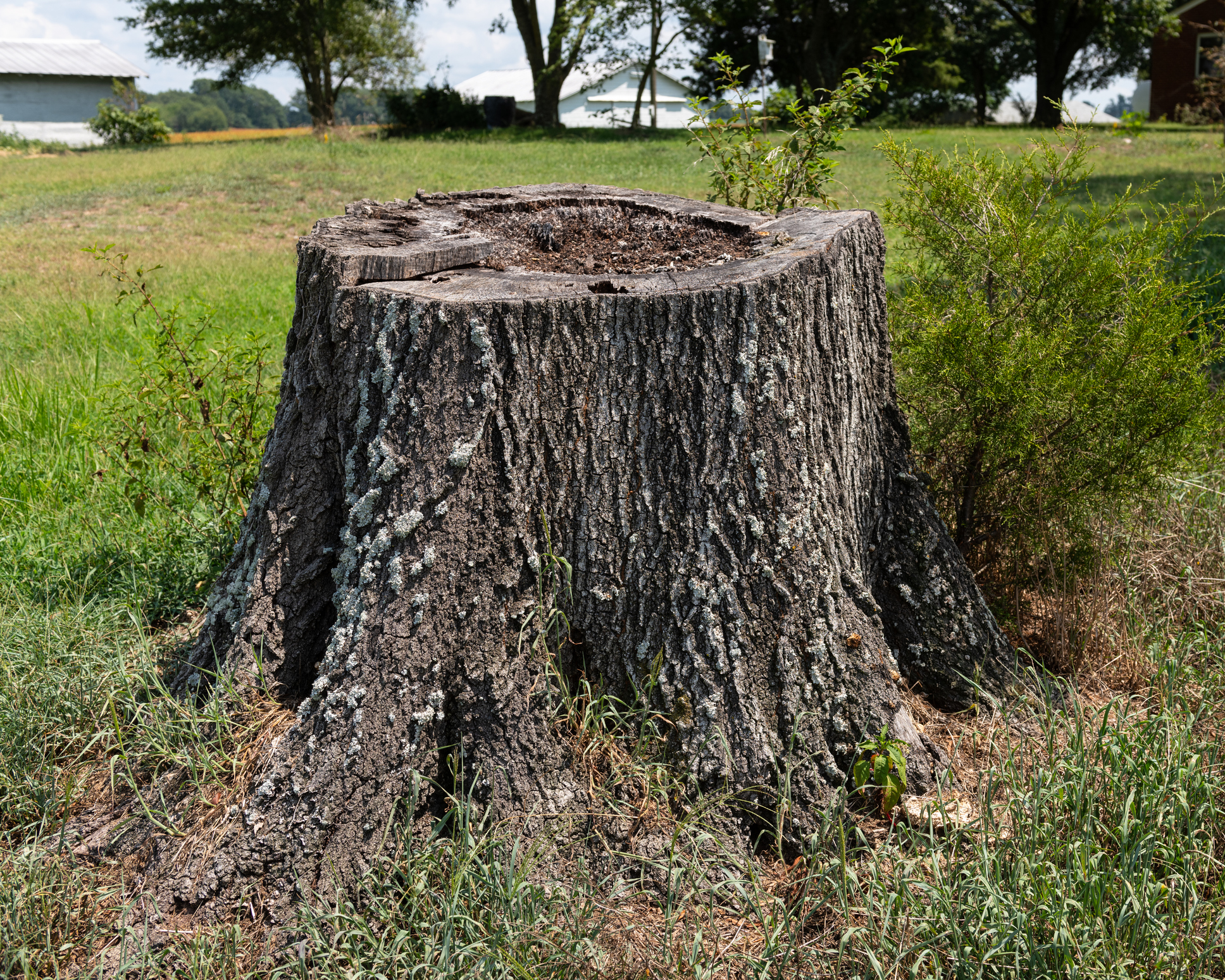 Tree Stump Removal